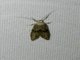 Curve-horn Moth (Blastobasis sp)