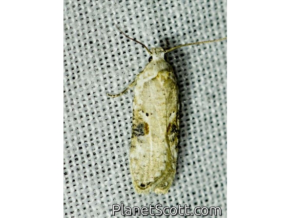 Poison Hemlock Moth (Agonopterix alstroemeriana)
