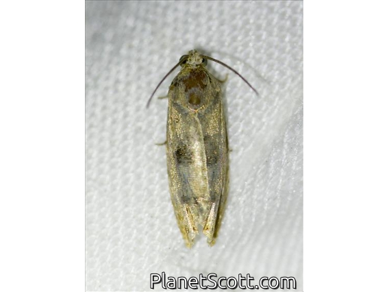 Tortricid Leafroller Moth (Cydia sp)