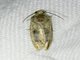 Tortricid Leafroller Moth (Cydia sp)