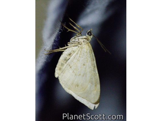 Carpet Moth (Larentiinae sp)