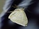 Carpet Moth (Larentiinae sp)