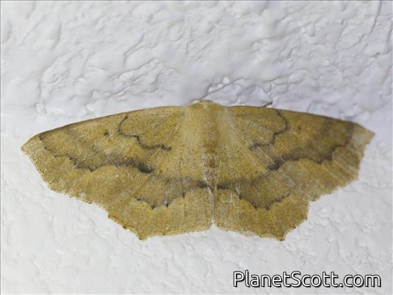 Omnivorous Looper (Sabulodes aegrotata)