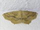 Omnivorous Looper (Sabulodes aegrotata)