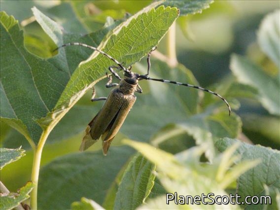 Flat-faced Longhorn Beetle (Apriona rugicollis)