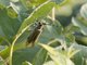 Flat-faced Longhorn Beetle (Apriona rugicollis)