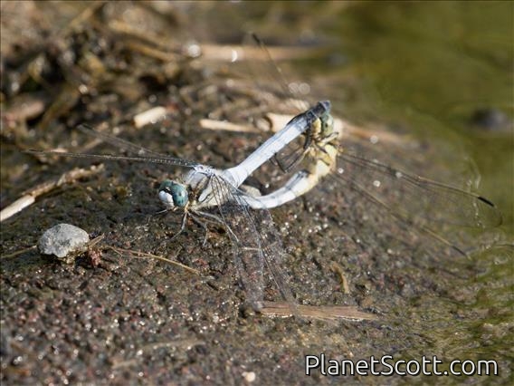 Skimmer (Orthetrum albistylum)