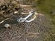 Skimmer (Orthetrum albistylum)