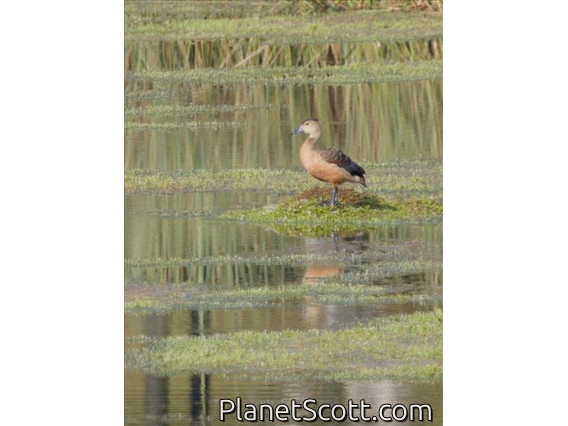 Lesser Whistling-Duck (Dendrocygna javanica)