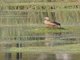 Lesser Whistling-Duck (Dendrocygna javanica)