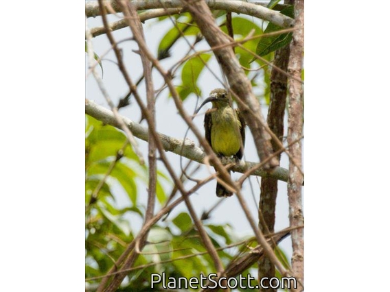 Long-billed Spiderhunter (Arachnothera robusta)