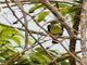 Long-billed Spiderhunter (Arachnothera robusta)