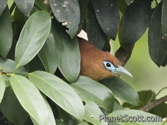 Trip Report, maps, and images for Malaysia and Sumatra