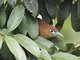 Raffles's Malkoha (Rhinortha chlorophaea) - Male