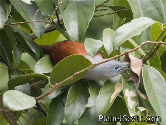 Raffles's Malkoha (Rhinortha chlorophaea) - Female
