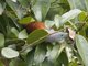Raffles's Malkoha (Rhinortha chlorophaea) - Female