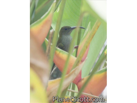 Gray-breasted Spiderhunter (Arachnothera affinis)