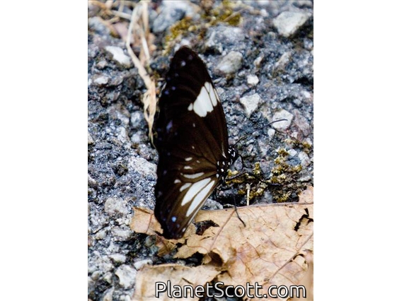 Magpie Crow Butterfly (Euploea radamanthus)