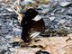 Magpie Crow Butterfly (Euploea radamanthus)