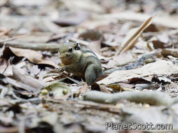 Himalayan Striped Squirrel (Tamiops mcclellandii)