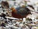Ferruginous Partridge (Caloperdix oculeus)