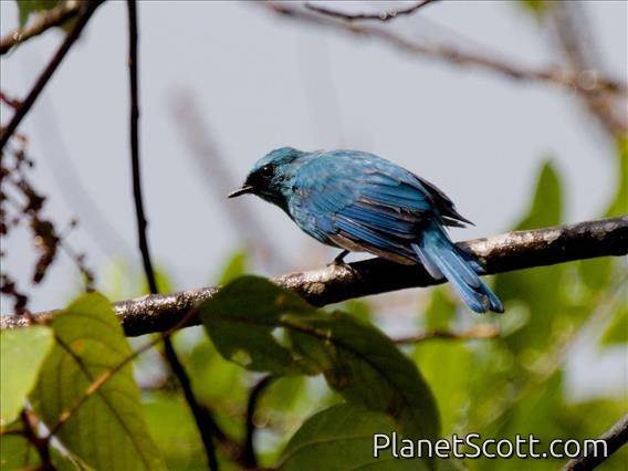 Verditer Flycatcher (Eumyias thalassinus)