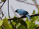 Verditer Flycatcher (Eumyias thalassinus)