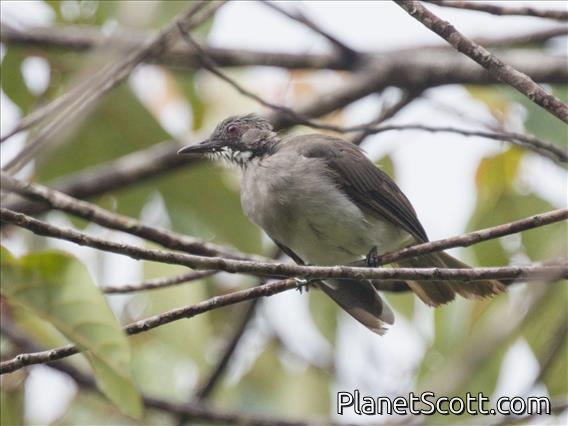 Cinereous Bulbul (Hemixos cinereus)