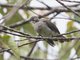 Cinereous Bulbul (Hemixos cinereus)