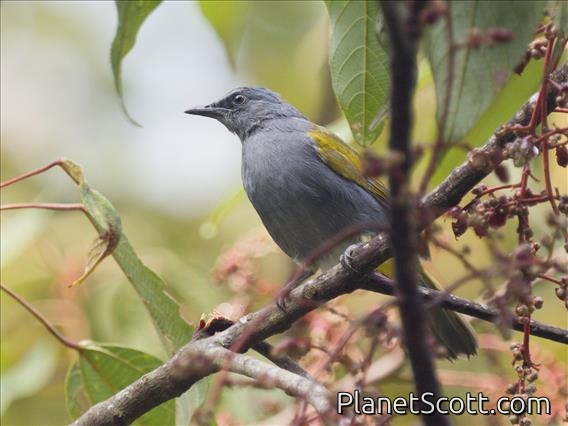 Gray-bellied Bulbul (Rubigula cyaniventris)