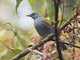 Gray-bellied Bulbul (Rubigula cyaniventris)