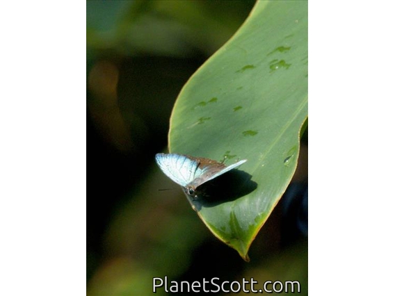 Oakblue (Arhopala sp)