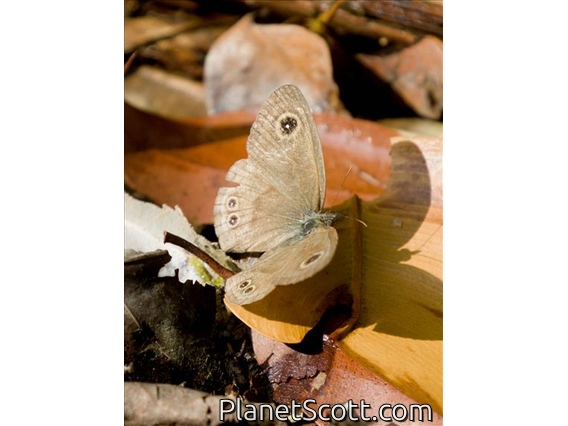 Malayan Six-Ring (Ypthima fasciata)