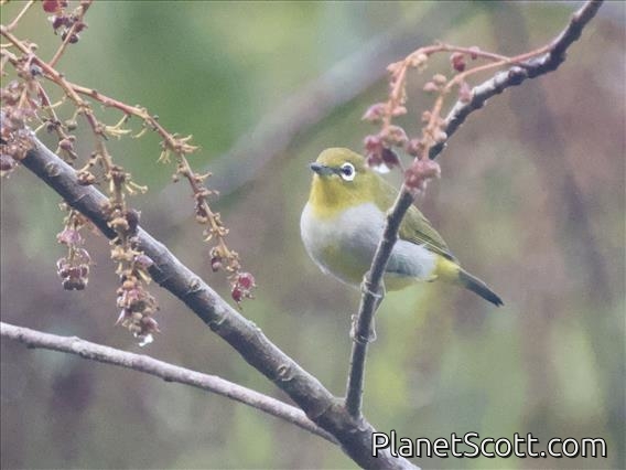 Swinhoe's White-eye (Zosterops simplex)