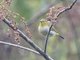 Swinhoe's White-eye (Zosterops simplex)