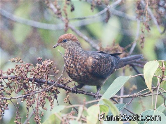 Little Cuckoo-Dove (Macropygia ruficeps)