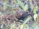 Little Cuckoo-Dove (Macropygia ruficeps)