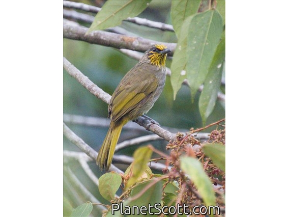 Stripe-throated Bulbul (Pycnonotus finlaysoni)