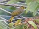 Stripe-throated Bulbul (Pycnonotus finlaysoni)