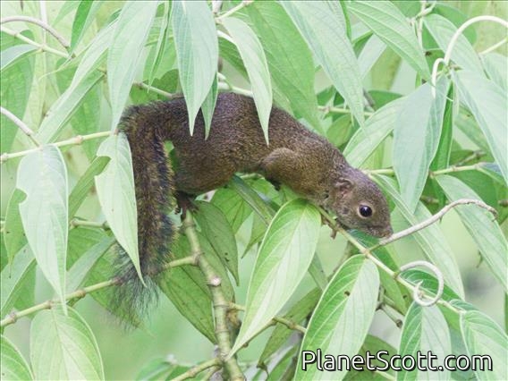 Southern Gray-bellied Squirrel (Callosciurus concolor)