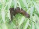 Southern Gray-bellied Squirrel (Callosciurus concolor)