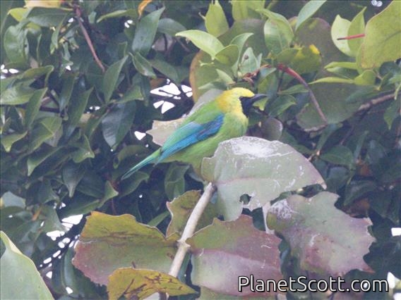 Blue-winged Leafbird (Chloropsis moluccensis) - Male