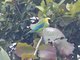Blue-winged Leafbird (Chloropsis moluccensis) - Male