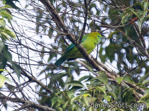 Blue-winged Leafbird (Chloropsis moluccensis) - Female