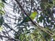 Blue-winged Leafbird (Chloropsis moluccensis) - Female