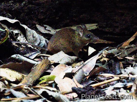 Oriental House Rat (Rattus tanezumi)