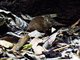Oriental House Rat (Rattus tanezumi)