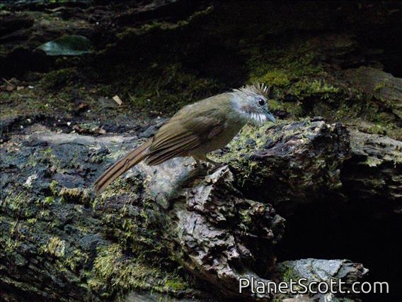 Ochraceous Bulbul (Alophoixus ochraceus)
