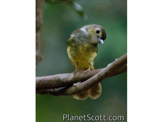 Hairy-backed Bulbul (Tricholestes criniger)