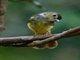 Hairy-backed Bulbul (Tricholestes criniger)